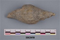 藏品(明光螺)的圖片